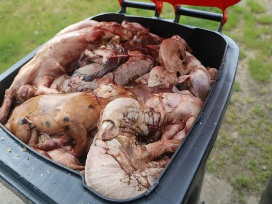 Bild: Brandenburg: Ungeschulte Personen in Tierhaltungsbetrieben - Ministerium bestätigt Problem 