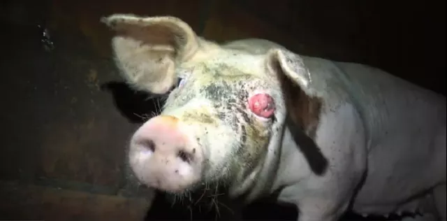 Bild: Tierquälerei bei Tönnies-Zulieferer: Staatsanwaltschaft stellt das Verfahren ein