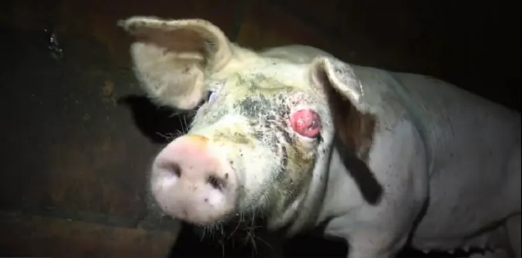 Bild: Tierquälerei bei Tönnies-Zulieferer: Staatsanwaltschaft stellt das Verfahren ein