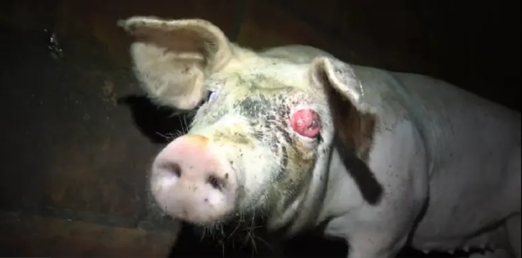 Bild: Tierquälerei bei Tönnies-Zulieferer: Staatsanwaltschaft stellt das Verfahren ein