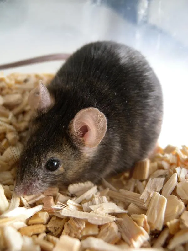 A-MUD will help to understand mouse-vocalisation in an efficient way. (Vetmeduni Vienna)