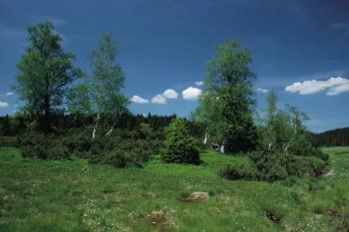Landschaft im Bayerischen Wald
