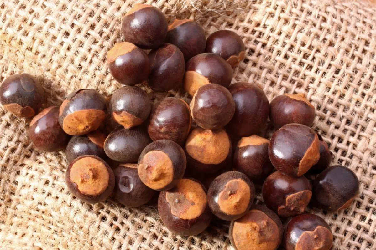 Guarana - ein wesentlicher Bestandteil von Ghoch2