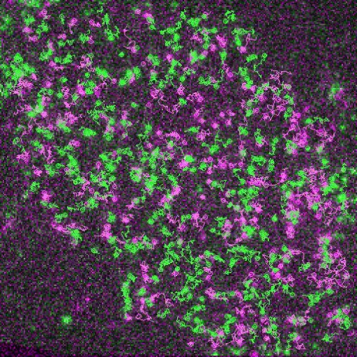 Individual Receptors Caught at Work Bild: Individual Receptors Caught at Work