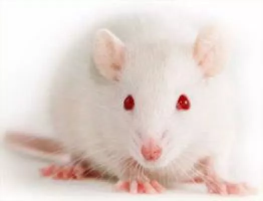 Bild: Tiere leiden für ein zweifelhaftes Schönheitsideal - Jährlich 600.000 Botox-Opfer