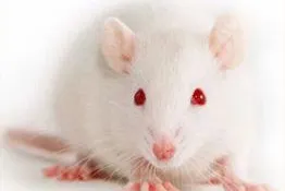 Bild: Tiere leiden für ein zweifelhaftes Schönheitsideal - Jährlich 600.000 Botox-Opfer