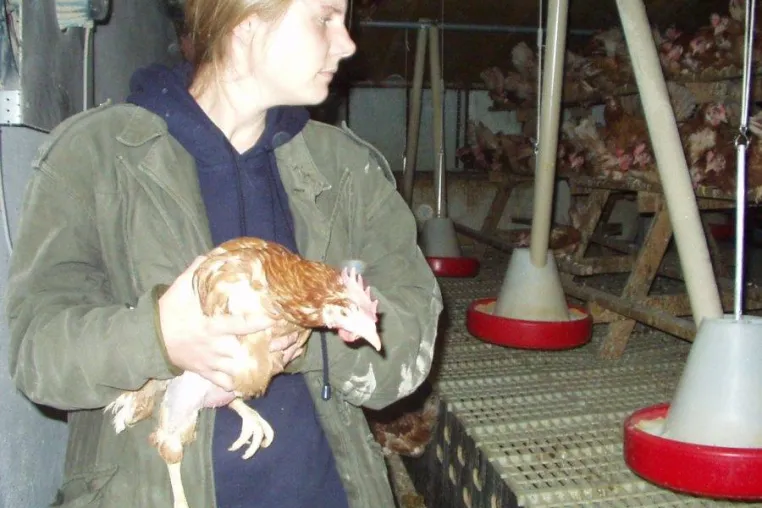 15 Hühner aus Legebatterie und Bodenhaltung befreit Bild: 15 Hühner aus Legebatterie und Bodenhaltung befreit