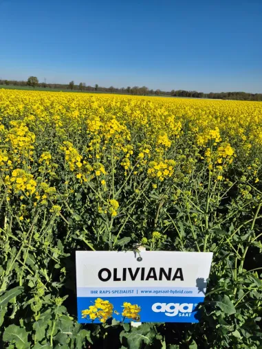Bild: Mehr Sicherheit pro Hektar: Rapssorten OLIVIANA, KENTUCKY & AMEA im Praxistest