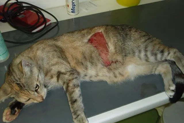 500 Euro Belohnung für Hinweise auf Katzenquäler - Tierrechtsorganisation unterstützt Polizei bei der Suche Bild: 500 Euro Belohnung für Hinweise auf Katzenquäler - Tierrechtsorganisation unterstützt Polizei bei der Suche