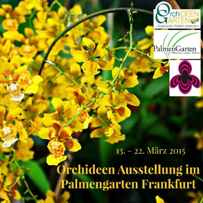Bild: Eine Kaskade von lebenden Kofetti auf der Orchideen Ausstellung im Palmengarten Frankfurt