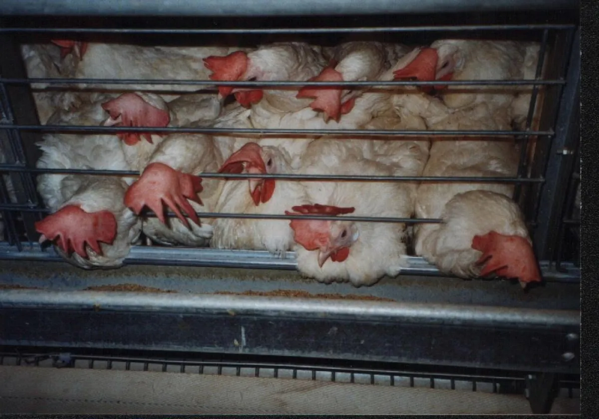 Auch der neue Käfig ist kein lebensraum für Legehennen!  © AGfaN