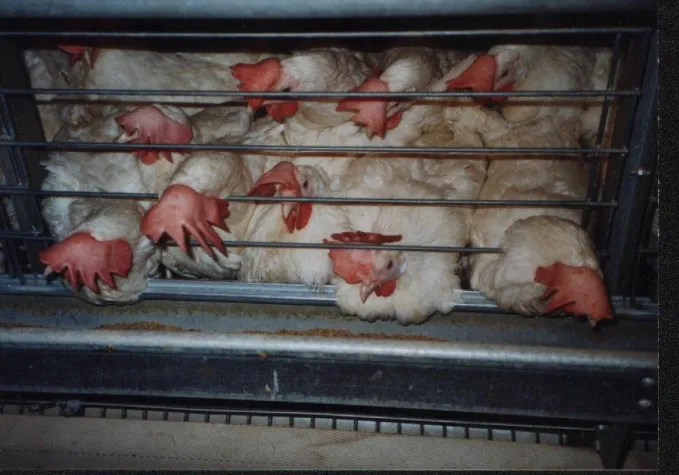 Bild: Mehr Tierschutz durchsetzen