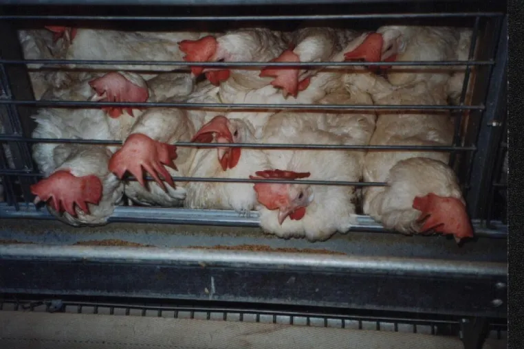 Mehr Tierschutz durchsetzen Bild: Mehr Tierschutz durchsetzen