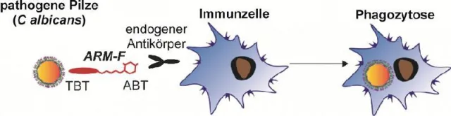 Bild: Die Immunabwehr gegen Pilzinfektionen ausrichten