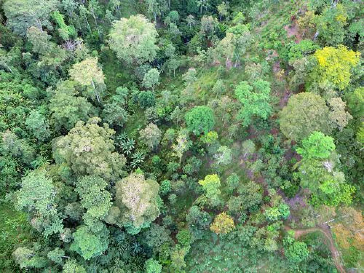ForestFinance zahlt an seine Kunden Erlöse aus CO2-Zertifikaten