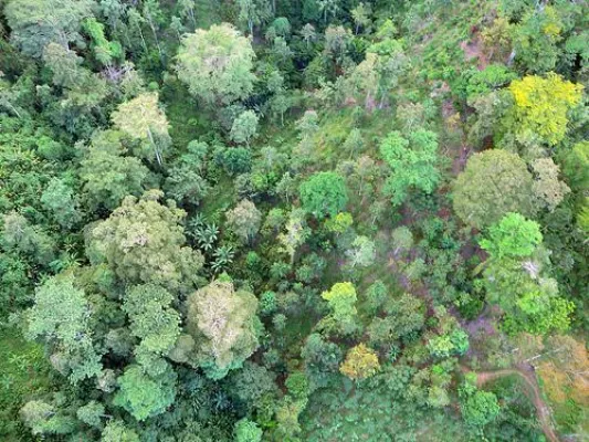 Bild: ForestFinance überweist erste CO2- Zertifikaterträge an Investoren