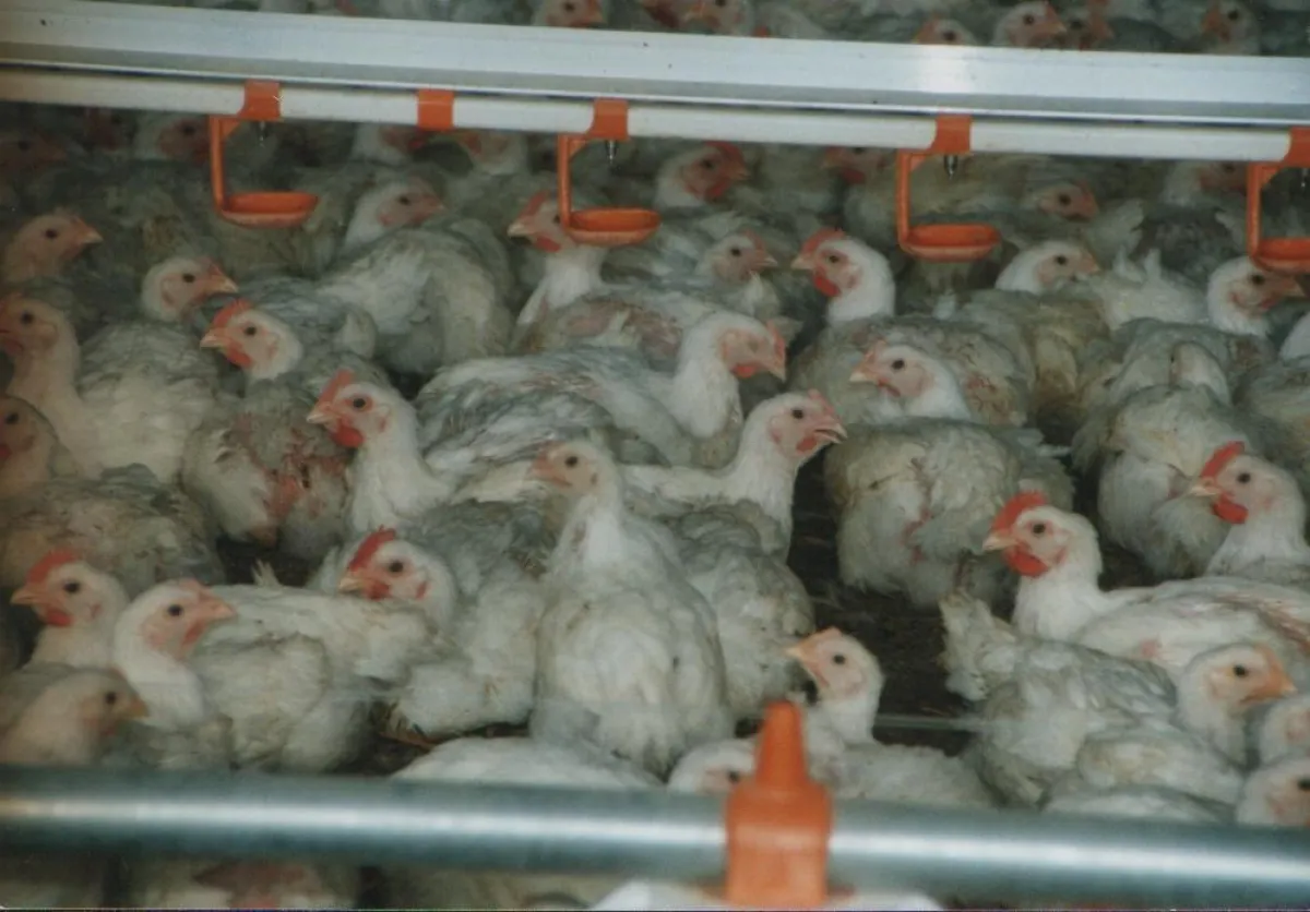 Intensivtierhaltungen wie diese Hühnermastanlage sind, wenn sie vor dem Einstallen neuer Tiere nicht gut desinfiziert wurden, Brutstätten für Salmonellen, die gefährliche Darmerkrankungen verursachen.