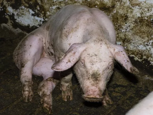 Bild: Nach Vorwürfen wegen Tierquälerei: Westfleisch-Zulieferer aus Beckum-Neubeckum muss Geldauflage zahlen