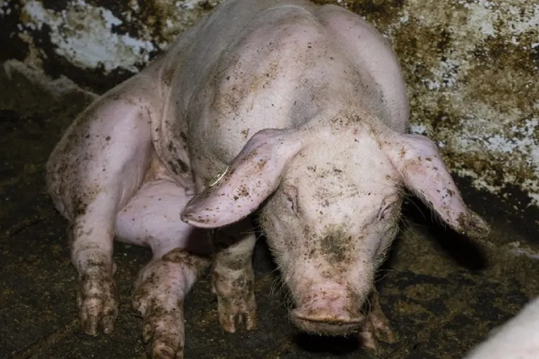 Bild: Nach Vorwürfen wegen Tierquälerei: Westfleisch-Zulieferer aus Beckum-Neubeckum muss Geldauflage zahlen