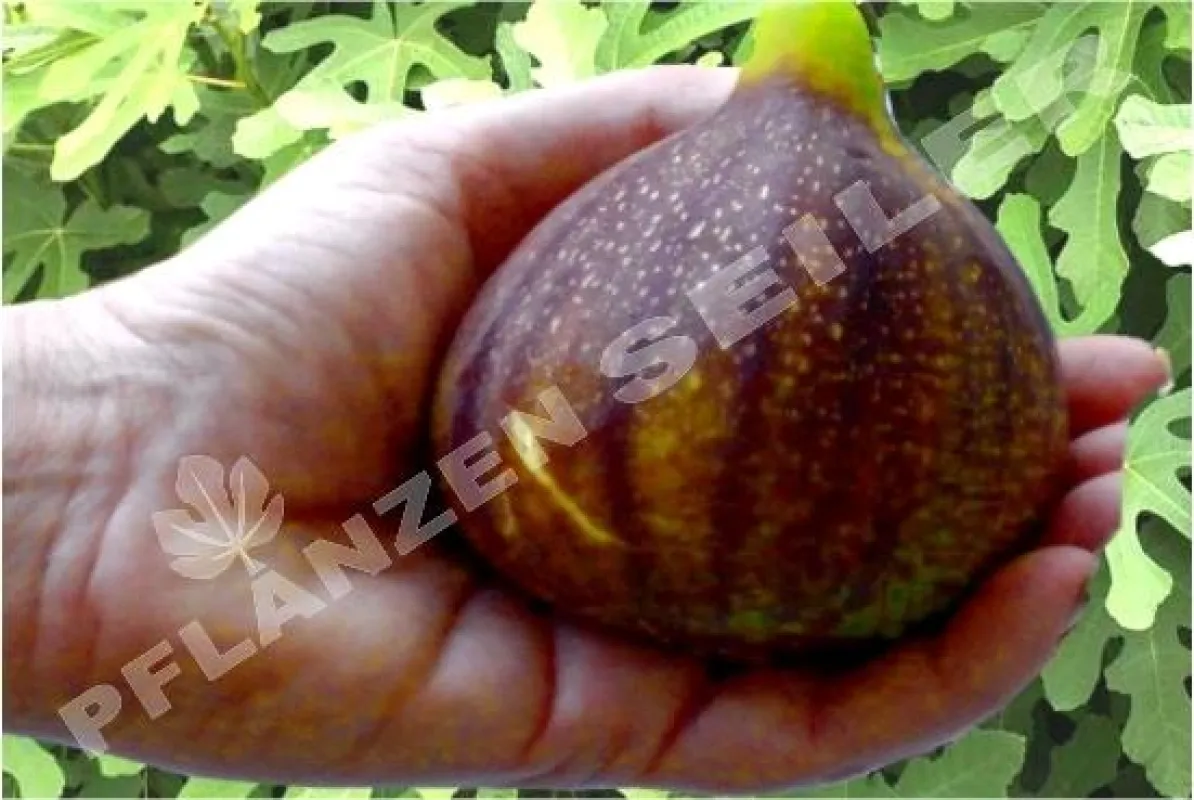 Madeleine des deux saisons bringt über 200g schwere Feigen