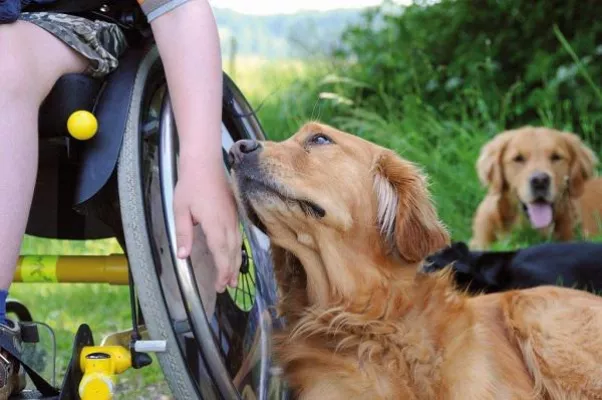 Bild: 4. Charity Gala 2013 in Wiesbaden zugunsten von VITA e.V. Assistenzhunde