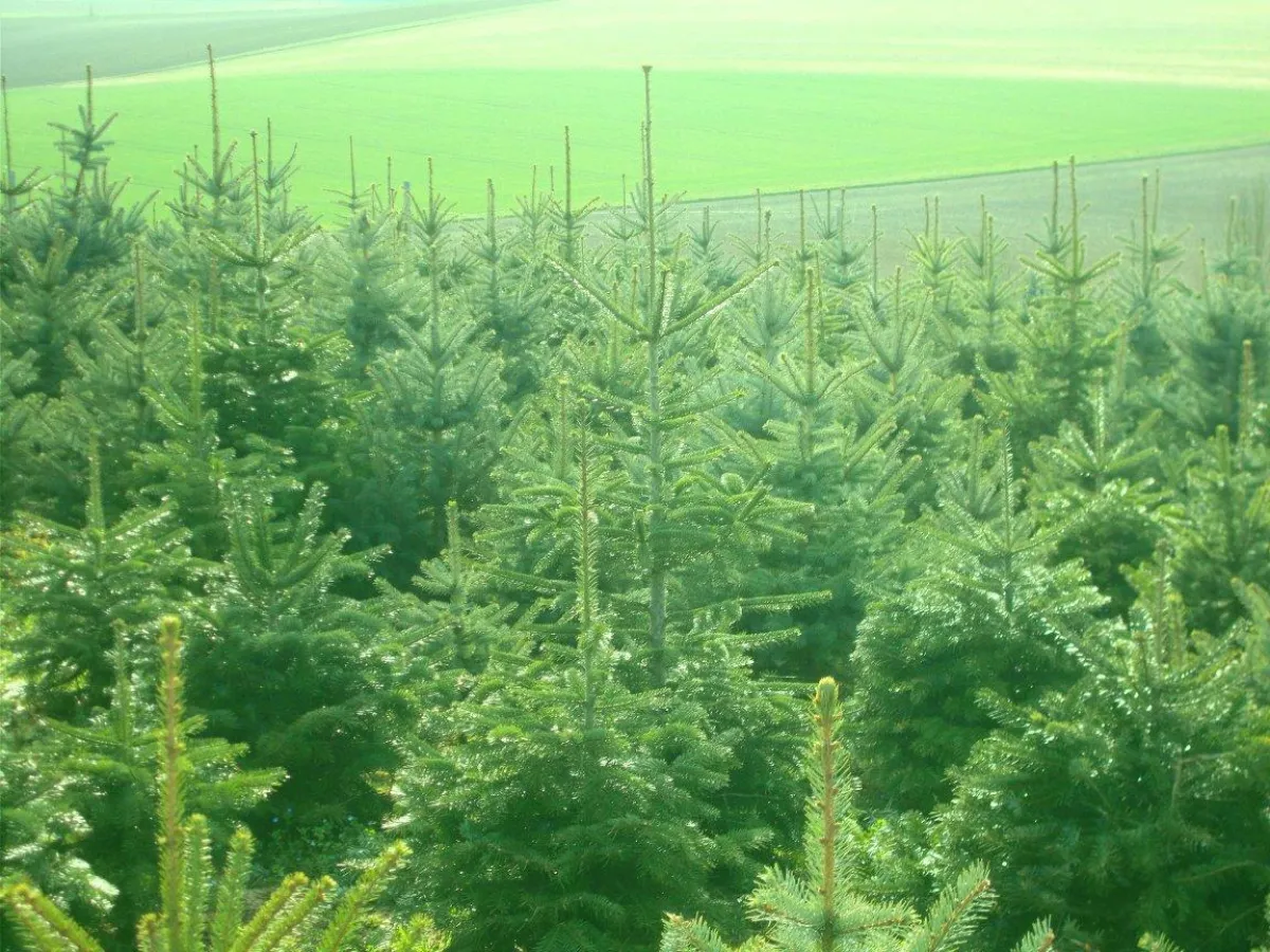 Weihnachtsbaum Zentrale: Weihnachtsbäume im Frühling