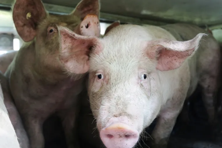 Bild: Hitzewelle: Deutsches Tierschutzbüro fordert Verbot von Lebendtiertransporten - 3,7 Mio. Tiere leiden täglich 