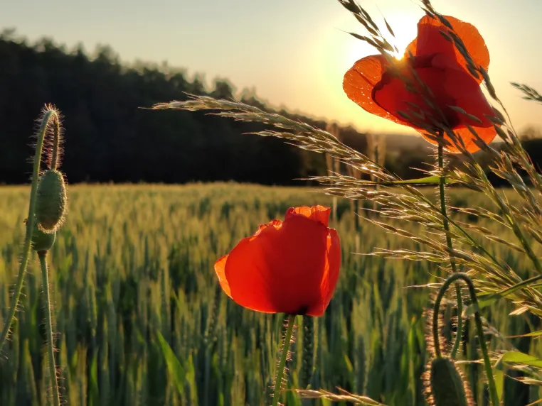 Regionale Wildpflanzen für vielfältige und widerstandsfähige Blühflächen Bild: Regionale Wildpflanzen für vielfältige und widerstandsfähige Blühflächen