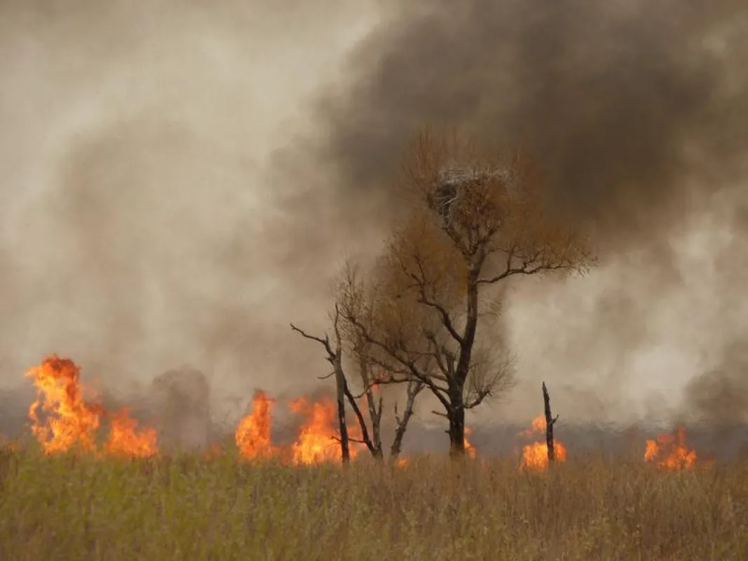 Ein gefährdeter Schwarzschnabelstorch (Ciconia boyciana) hat gerade noch rechtzeitig sein Nest verlassen, das kurz darauf von den Flammen zerstört wird. (Foto: Wieland Heim)