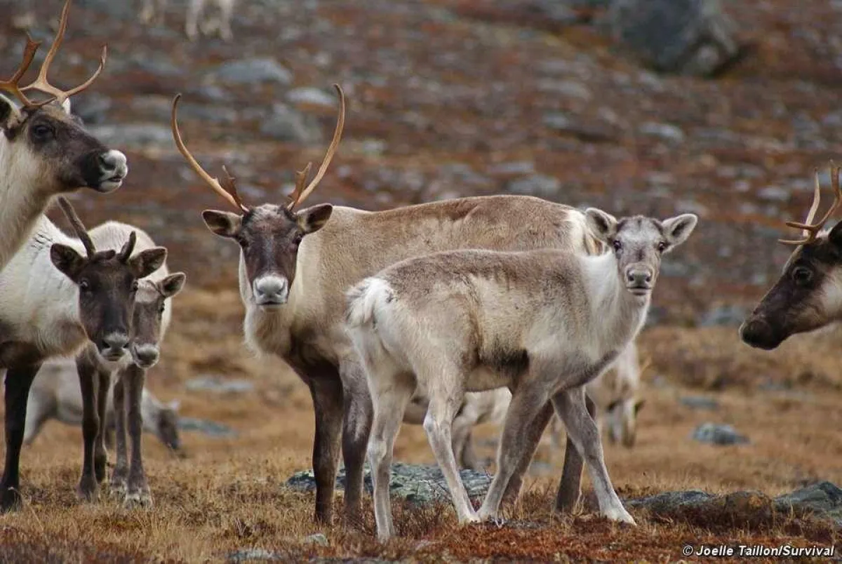 Rentiere sind zentral für das Leben und die Kultur indigener Völker in der Subarktis. © Joelle Taill