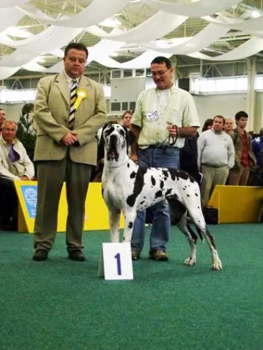 Bild: Deutsche Dogge von Andreas Steinmetzer aus Steinheim ist Weltjugendsiegerin 2009