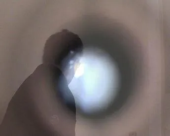 Bild: Gefährliche Abenteuer eines Glücksschweins