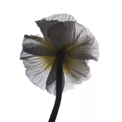 Bild: Fotoausstellung Sonja Langenberg >bloom