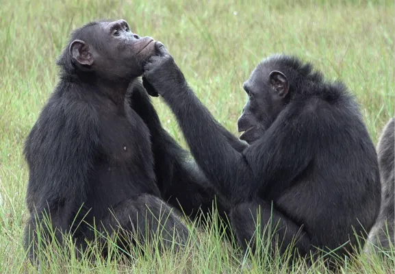 Bild: Die Herkunft menschlichen Vertrauens: Neues Projekt an der Uni Osnabrück