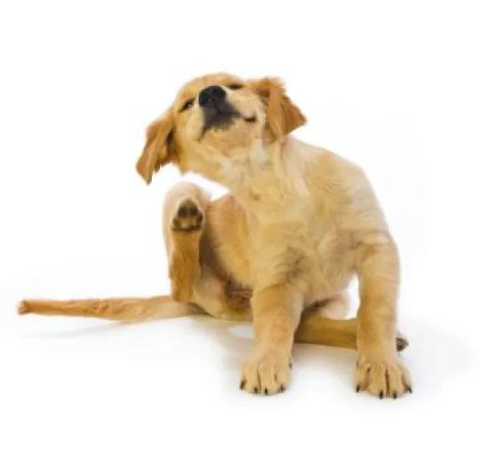 Bild: Leiden wie ein Hund