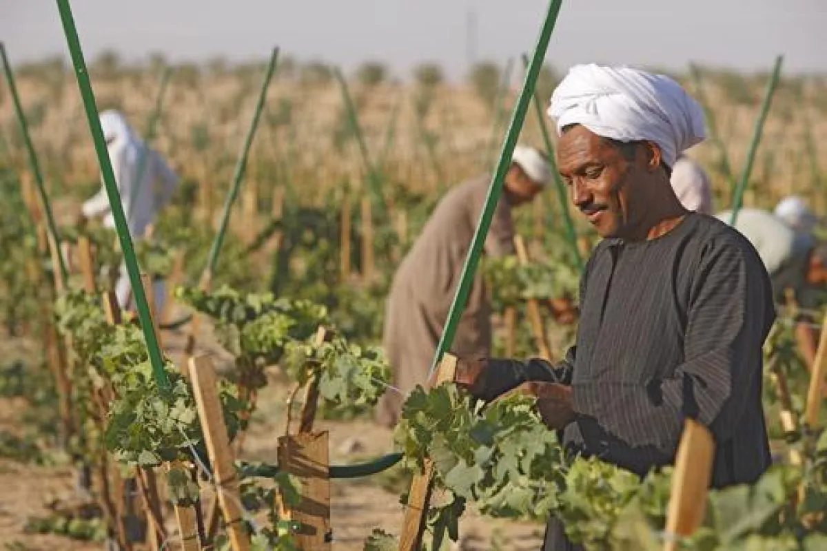 Weinbau in Ägypten