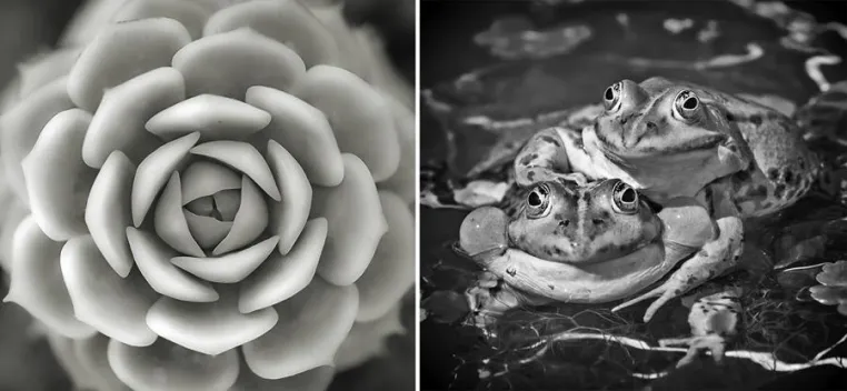 Bild: Fotoseminar „Digitale Tier- und Pflanzenfotografie von Farbe zu S/W“ in Hannover