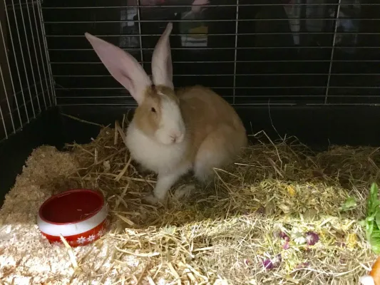 Bild: Ausgesetztes Kaninchen Sonja rettet sich auf Baumstamm