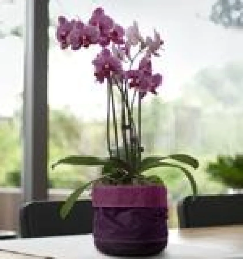 Soft Bag: wasserdichte Übertöpfe aus Stoff