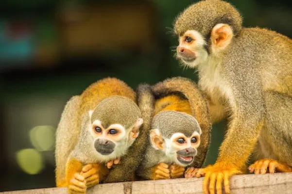 Bild: Der Cristalino Nationalpark – Brasiliens Paradies für Ornithologen und Naturliebhaber