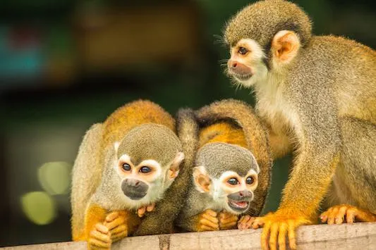 Bild: Der Cristalino Nationalpark – Brasiliens Paradies für Ornithologen und Naturliebhaber