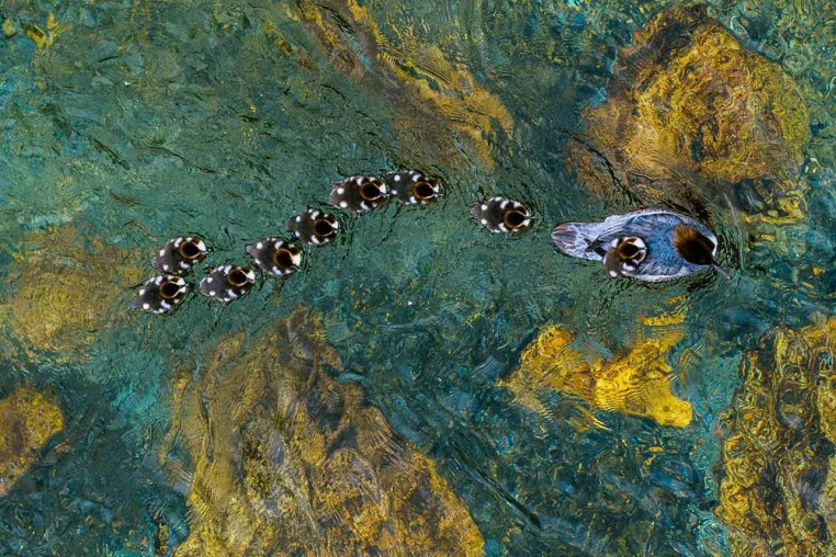 Bild: GDT Naturfotograf des Jahres 2016: Andreas Geh gewann den Titel mit dem Bild einer Gänsesägerfamilie