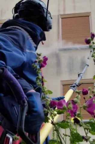 Bild: Mit der Dämmung kommen die Algen