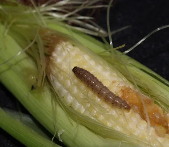 Bild: gv-Pflanzen – Nutzen mit Vorbehalt