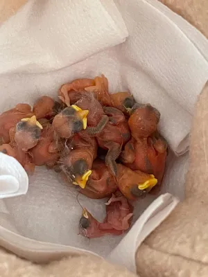 Bild: Keine Kapazitäten mehr - Wildtierhilfen können Wildtieren aktuell kaum noch helfen