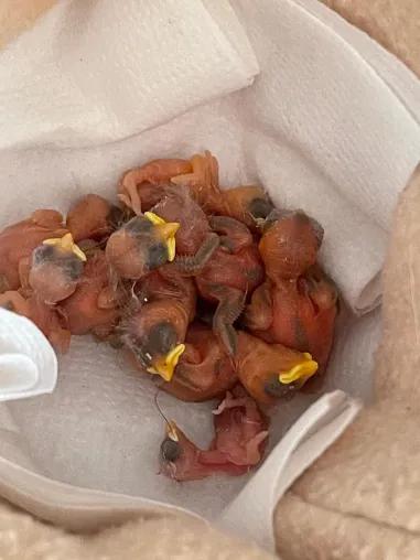 Keine Kapazitäten mehr - Wildtierhilfen können Wildtieren aktuell kaum noch helfen Bild: Keine Kapazitäten mehr - Wildtierhilfen können Wildtieren aktuell kaum noch helfen