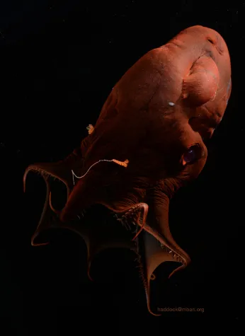 Vampire der Tiefsee: Uralte Verbindung zwischen Oktopussen und Tintenfischen Bild: Vampire der Tiefsee: Uralte Verbindung zwischen Oktopussen und Tintenfischen