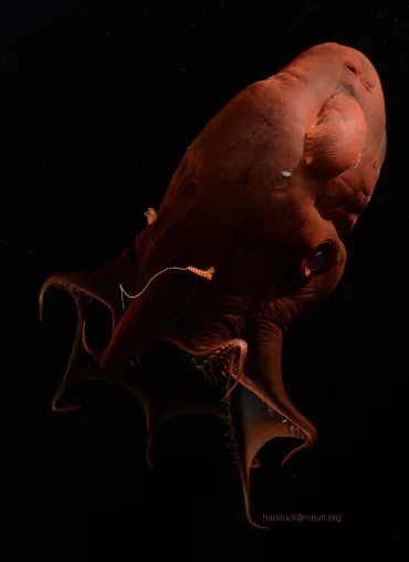 Bild: Vampire der Tiefsee: Uralte Verbindung zwischen Oktopussen und Tintenfischen