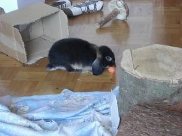 Bild: Das richtige Gemüse für Kaninchen