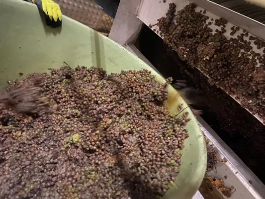 Winzergenossenschaft Oberbergen: Eisweinlese am 22.12.21 Bild: Winzergenossenschaft Oberbergen: Eisweinlese am 22.12.21